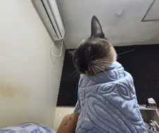 우리집 고양이가 많이 화가 났어요....