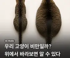 간단한 고양이 비만체크...