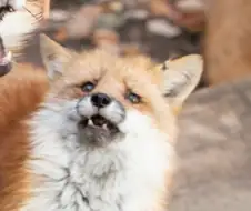 버튜버)짤공장장님 신작