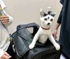 동물병원에 온 것을 알고 100점 짜리 표정을 보여주는 떼걸룩