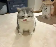 귀요미 냐옹이...