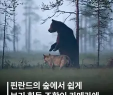 핀란드에서 발견된 같이다니는 늑대와 곰...