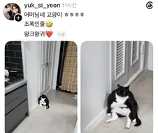 조폭 고양이.jpg