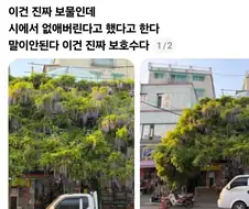 베어내야 한다 vs 보존해야 한다