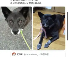 "이 녀석은 ＇개＇ 입니다"