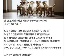 강아지 유치원 소심반.JPG