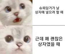 미친 과학자에게 강제로 납치된 고양이
