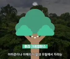 아마존에서 자라는 나무.jpg