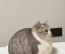 뚱냥이