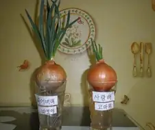 은근히 성공예시가 많았던 양파실험