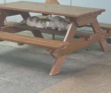 휴게소 냐옹이들...