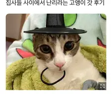 갓 고양이들