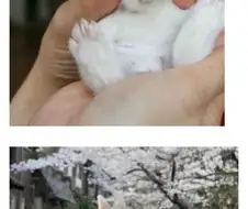 토끼 발바닥의 비밀
