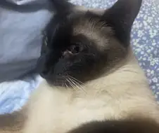집사에게 수치 플레이 제대로 당하고 있는 고양이...