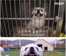산책로 화장실에서 발견된 강아지