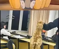 톰 같은 고양이가 실제로 어딨어? 그건 만화잖아
