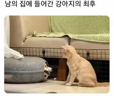 남의집에 들어간 강아지의 최후