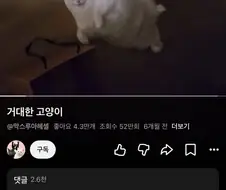 피카츄 돈까스 처럼 누워있는 고양이