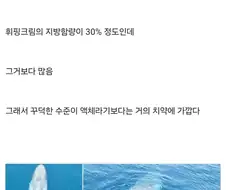 바다에서 수유를 하는 고래 젖과 세상에서 가장 진한 젖
