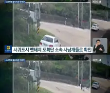산책길에 사냥개에 물려 죽은 반려견