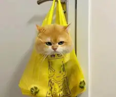 비닐 봉다리에 담겨있던 냥이의 최후.jpg