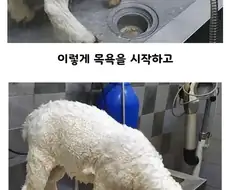 양 목욕시키는데 울 샴푸 씀.jpg