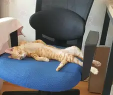 자느라 정신못차리는 고양이